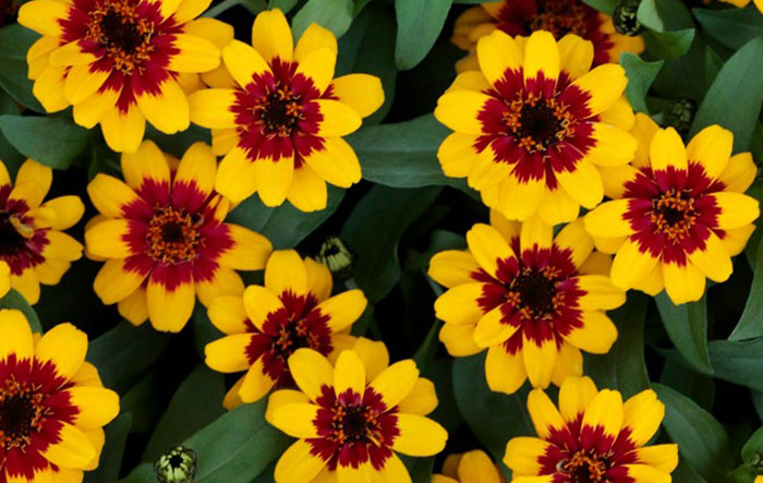 yellow-red colored flowers