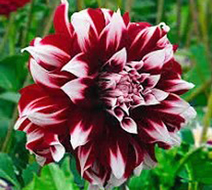 burgundy and white colored flowers