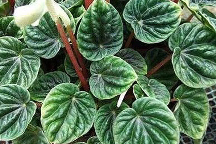 green wavy leaves