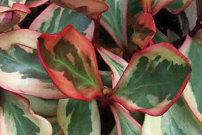green, white and red leaves