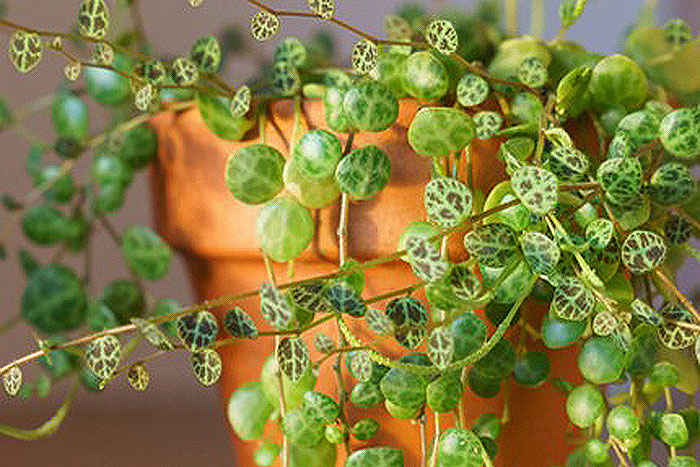 green leaves with whtie veins