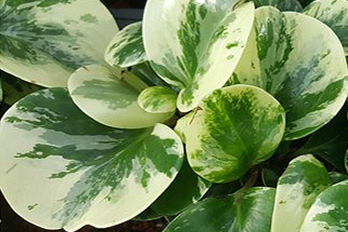 green and yellow leaves