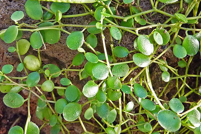 round green leaves