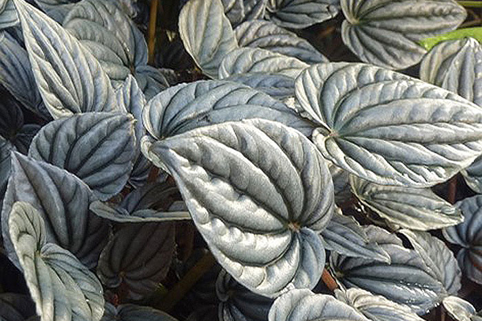 green and grey wavy leaves