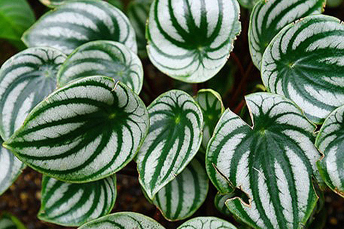 green and white wavy leaves