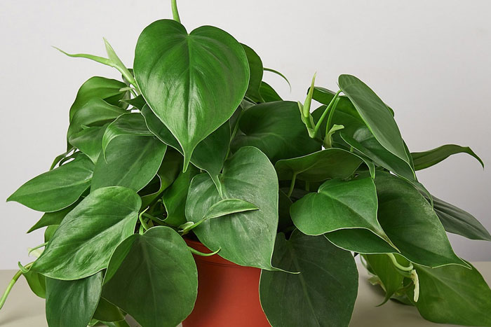 green heart shaped leaves in pot