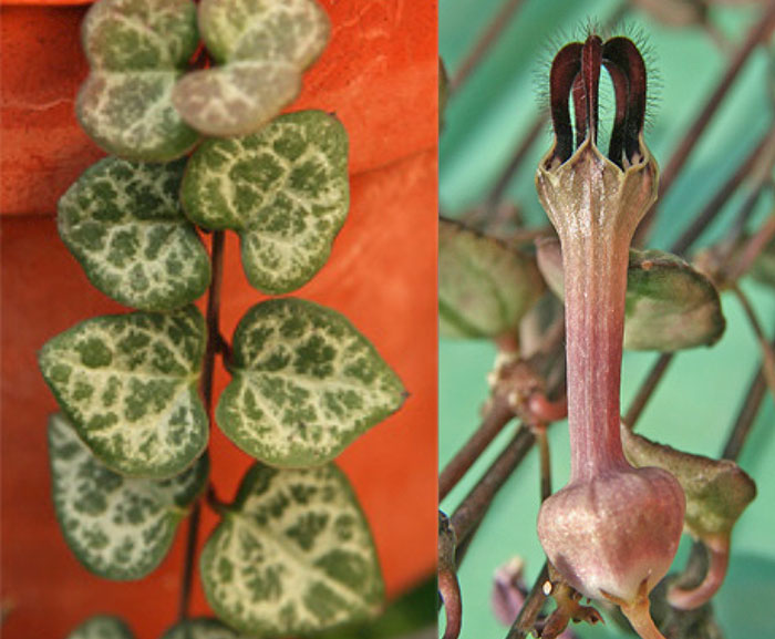 grean and yellow heart shaped leaves on the left and a fountain-like flower on the right 