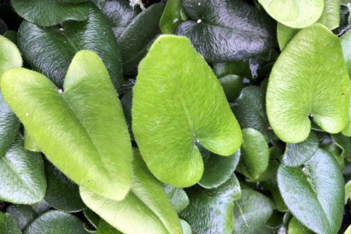 light and dark green heart shaped leaves