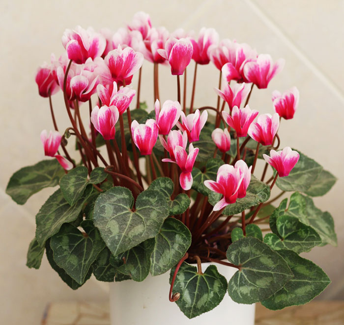 light and dark green heart shaped leaves with light and dark pink flowers