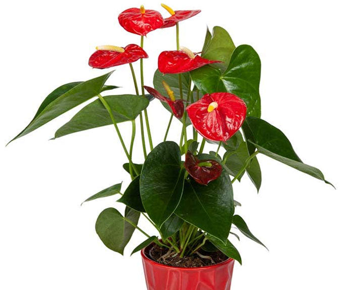 Anthurium plant with heart-shaped spathes each with a cream-colored spadix