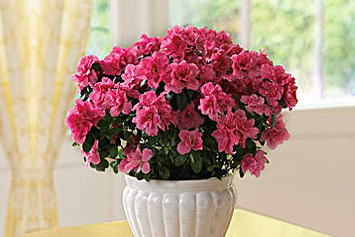 pink flowers in white pot