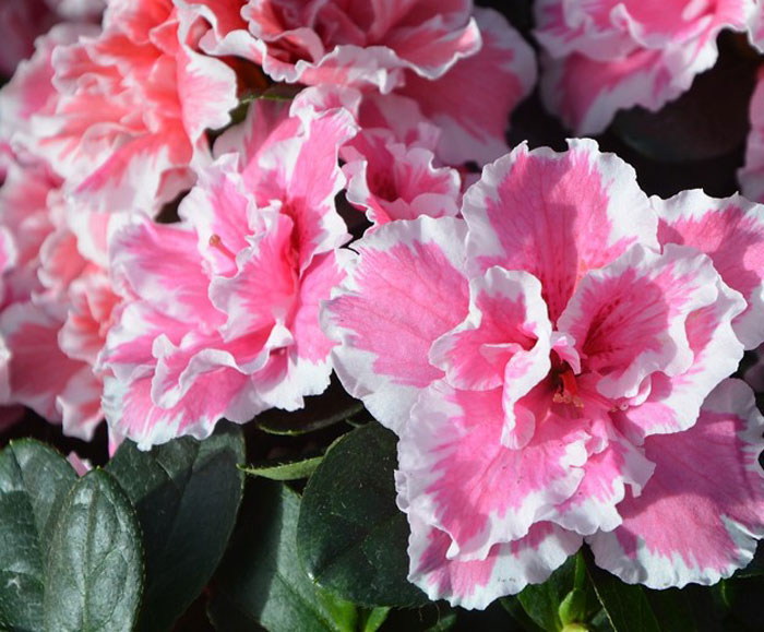 pink and white ruffled flower pedals
