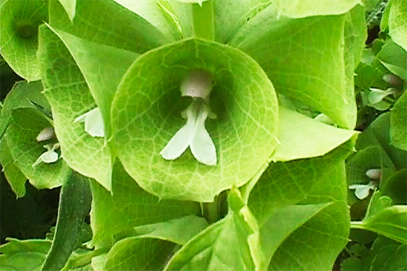 flower of Bells of Ireland