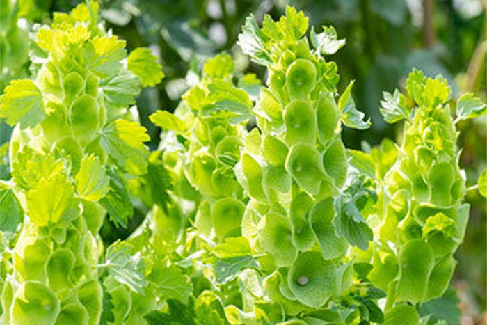 stalks of Bells of Ireland