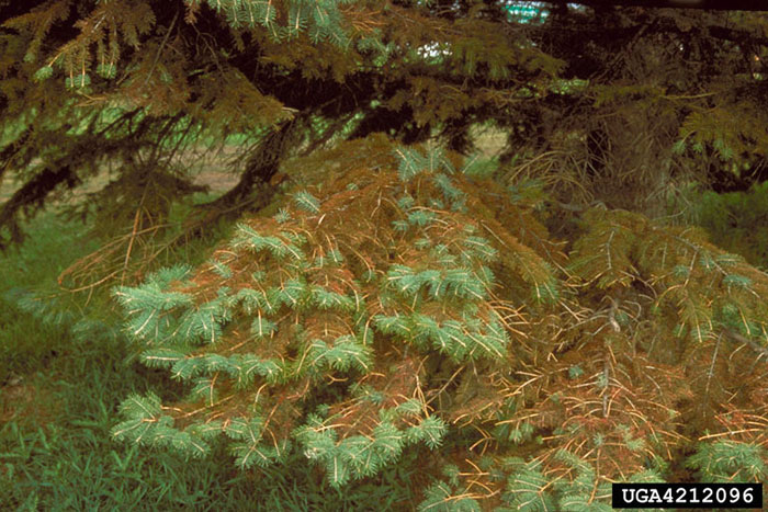 pine tree with dead needles