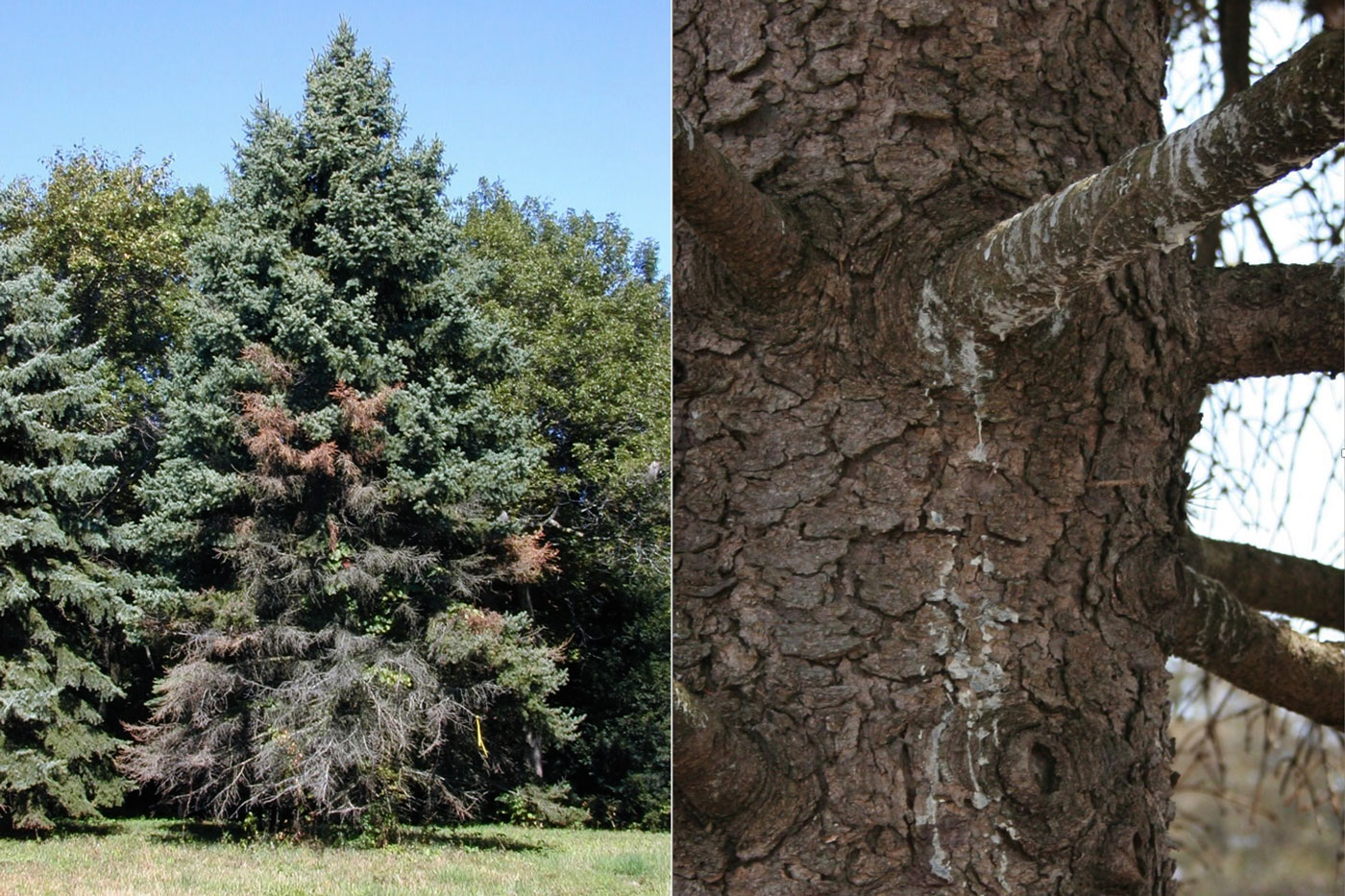 Cytospora tree dying from the bottom up on left and Cytospora sap flowing down trunk on right