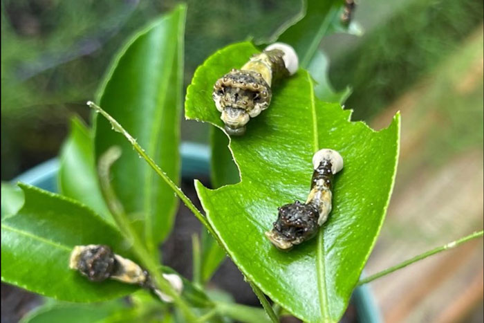 caterpillars on leafs