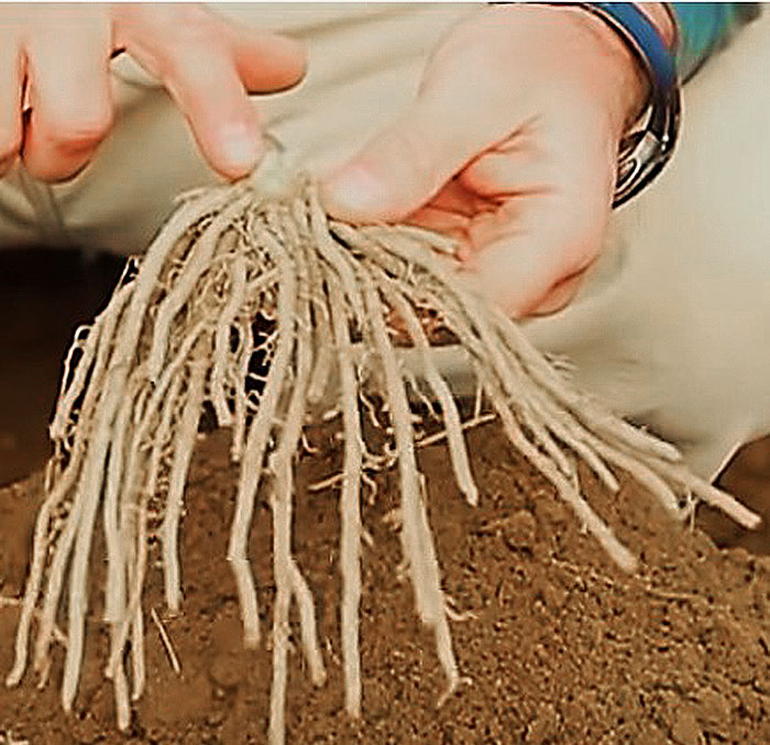 asparagus crown attached to roots