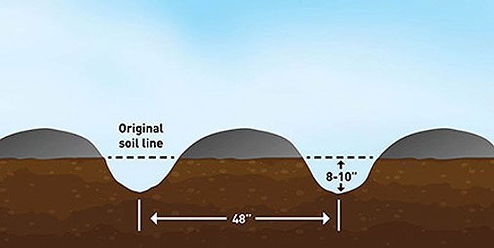 Illustration of planting furrows