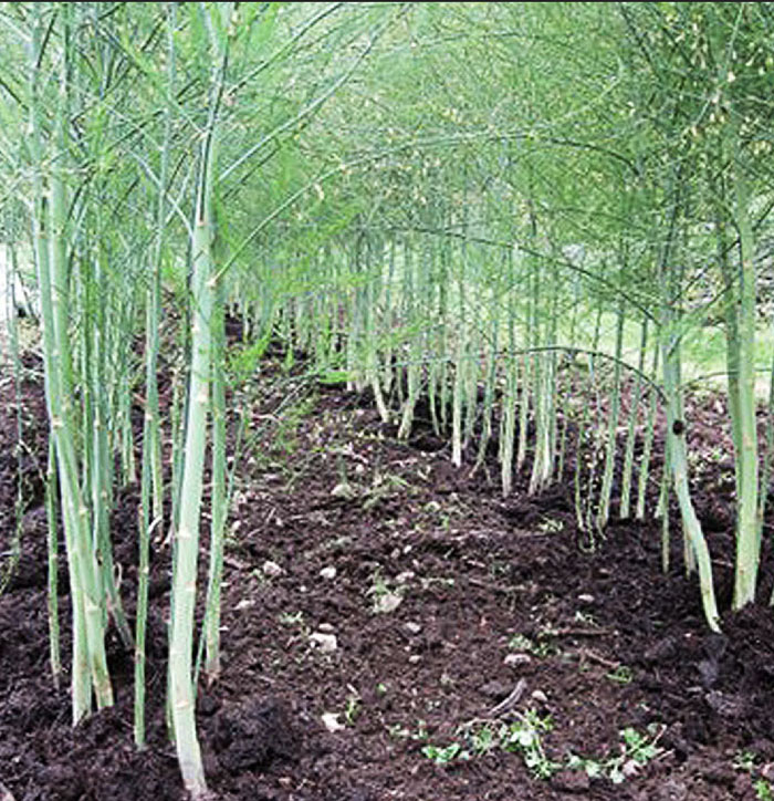 matue asparagus plants in garden