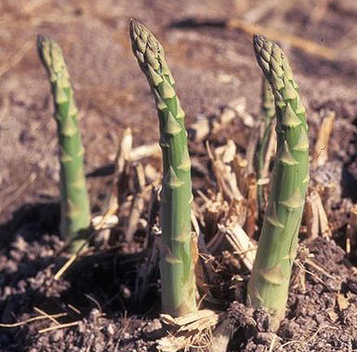 asparagus spears emerging from the ground
