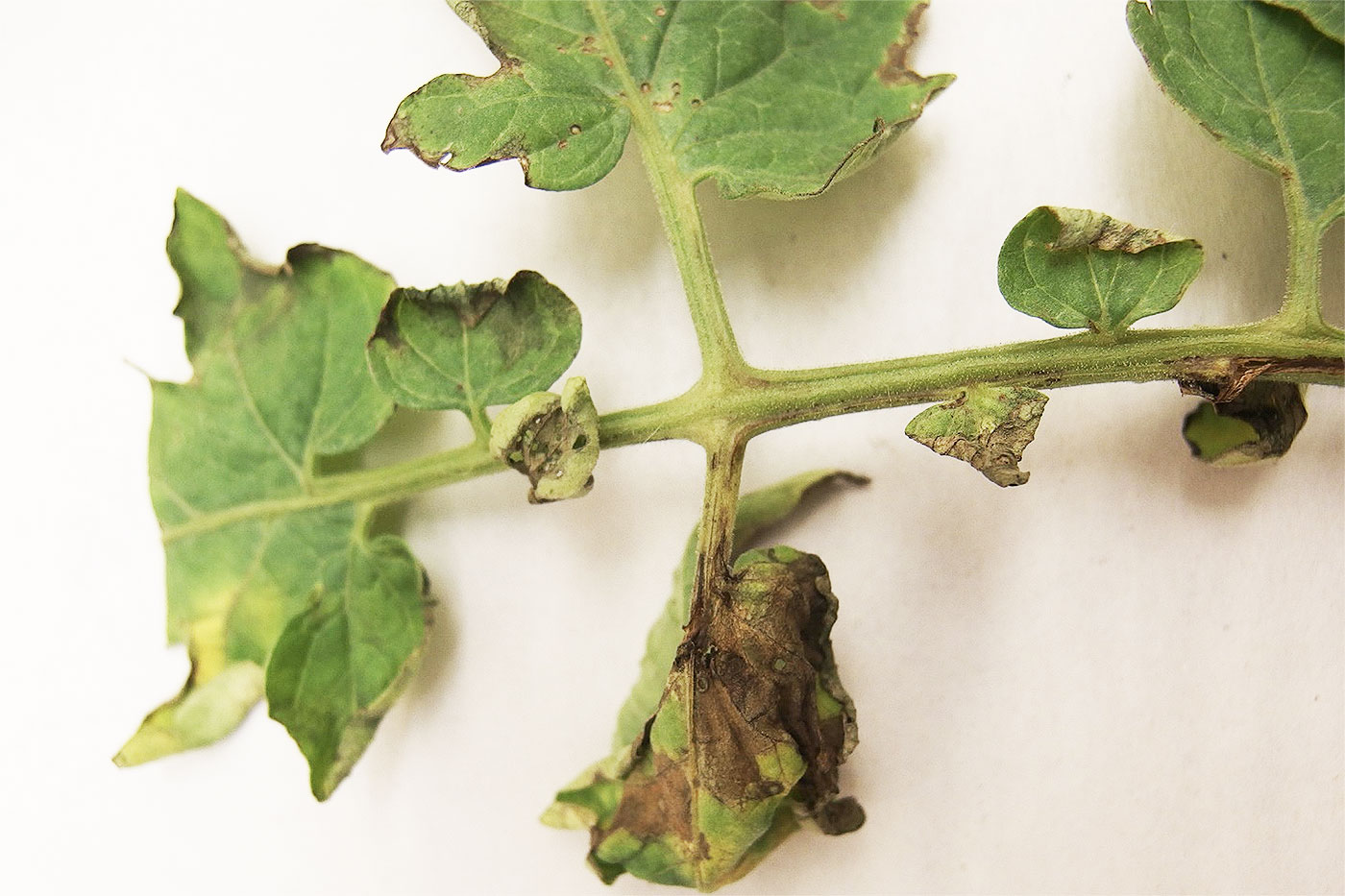 tomato leafs with brown leaf edges