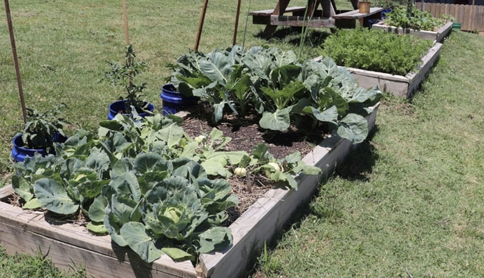 three raised beds with vegetables