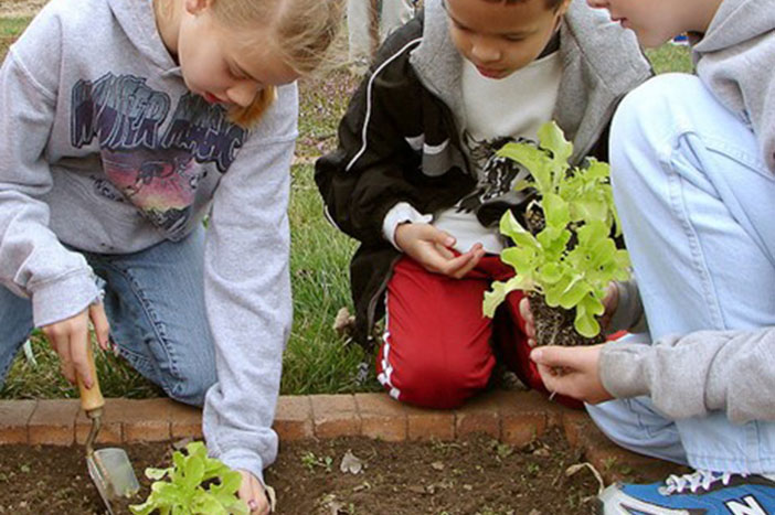 children planting lettuce