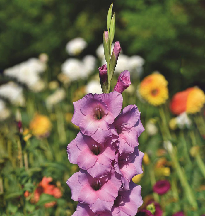 purple flowers