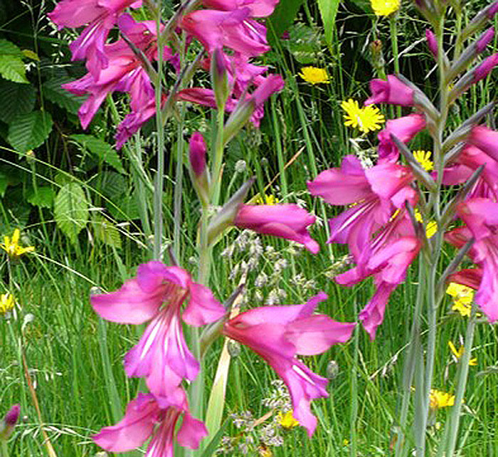 pink flowers