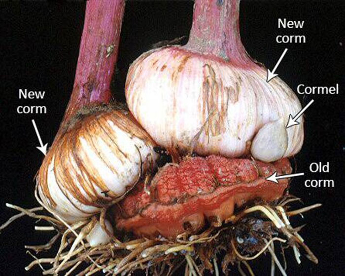 diagram of a flower bulb