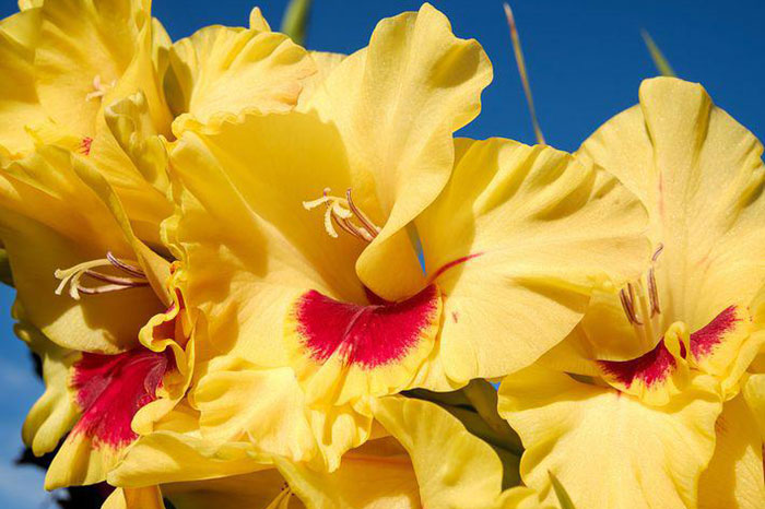 yellow flowers with red centers