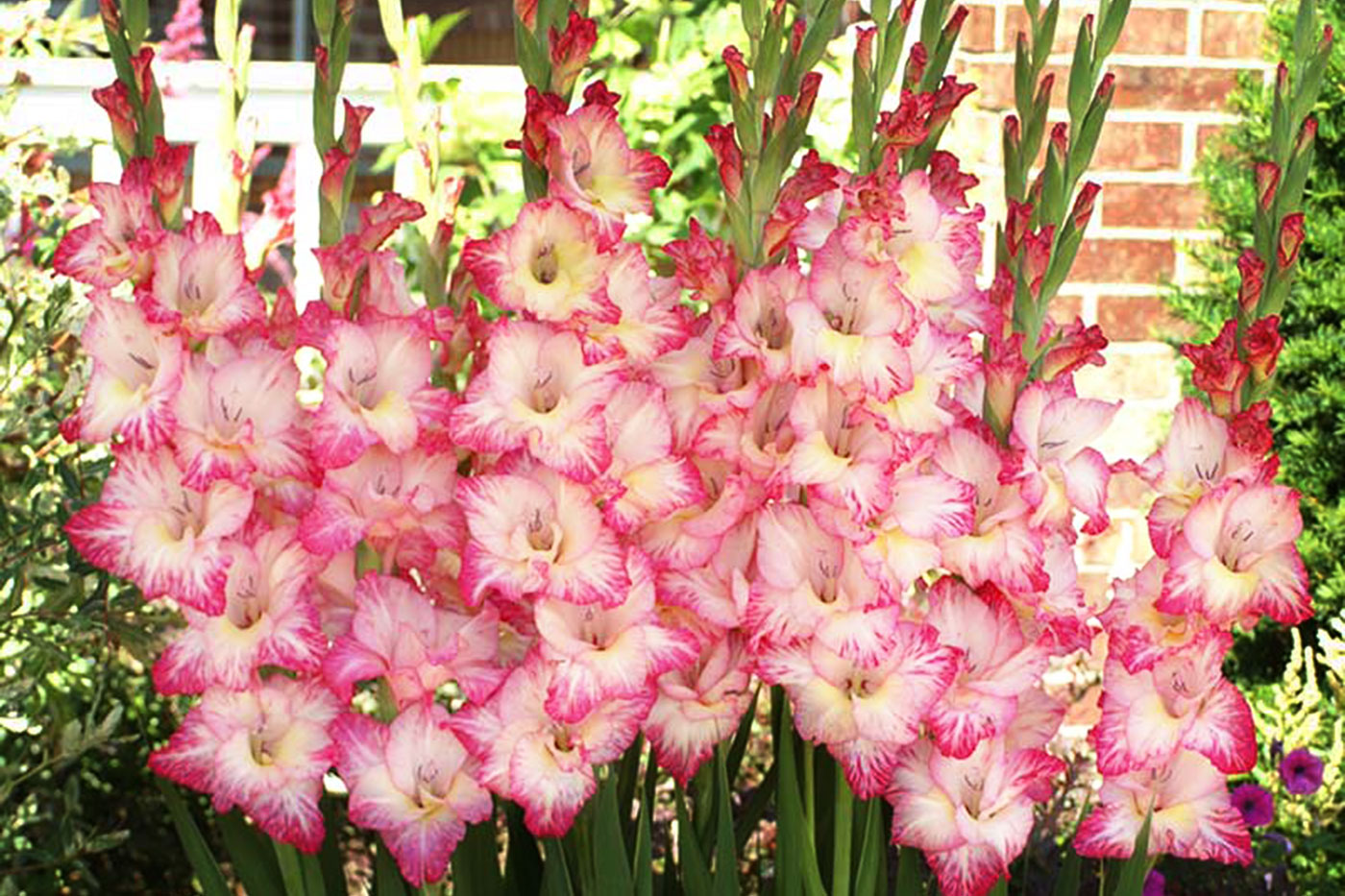 pink and white flowers