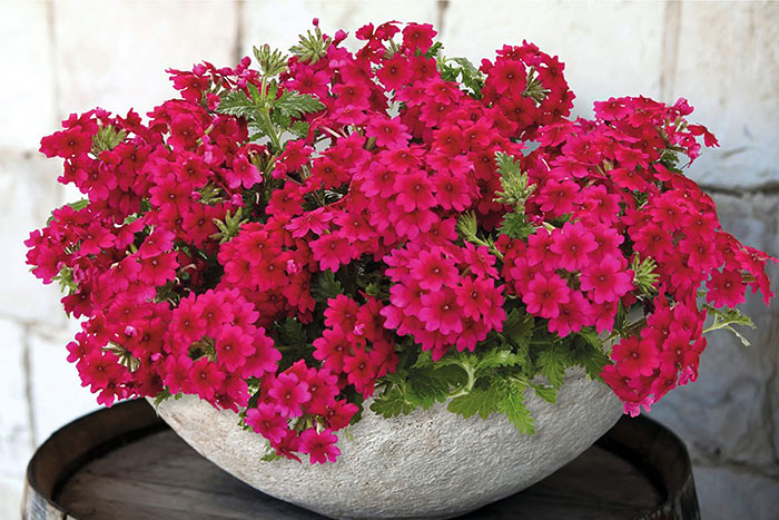 pink flowers in bowl