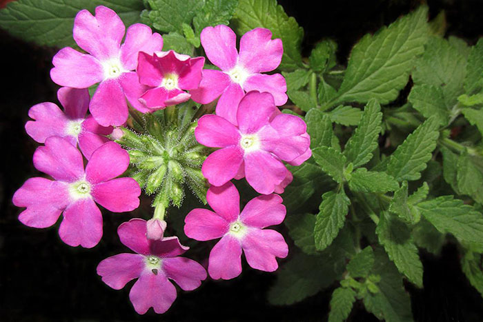 pink flowers