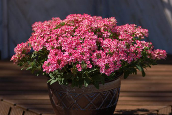 pink flowers