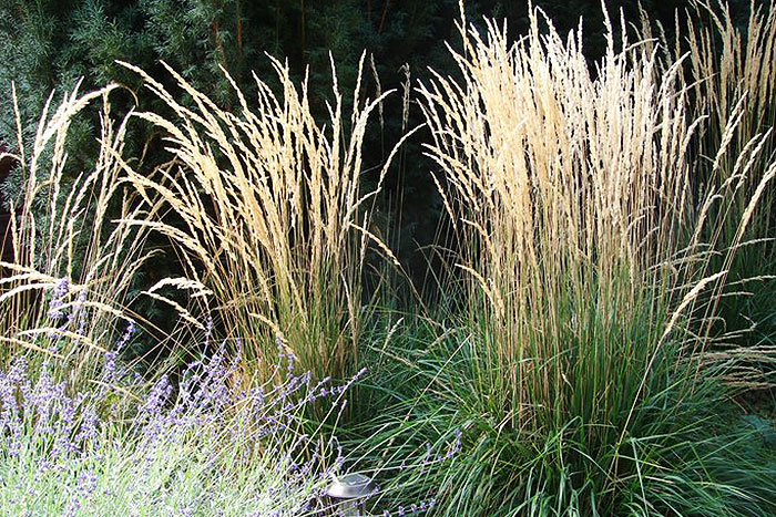 tall green grass with tan seed heads
