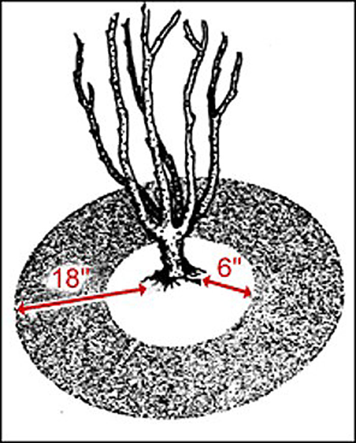 diagram of bush with no leaves with a thick ring on ground surrounding
