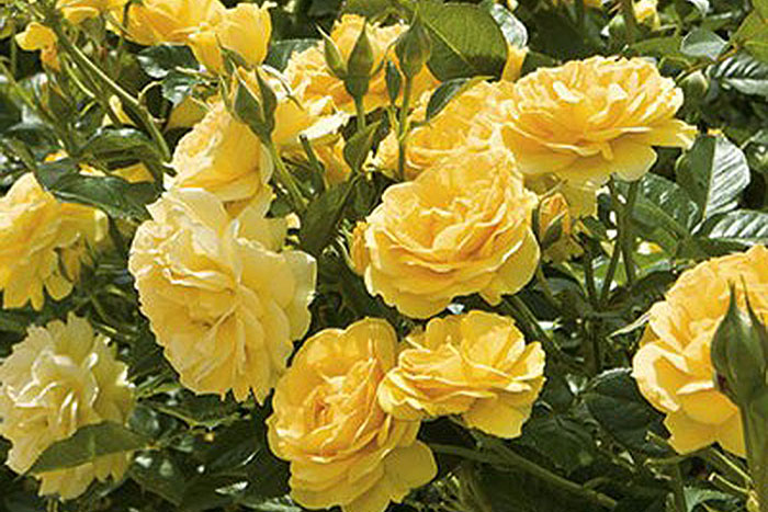 yellow roses