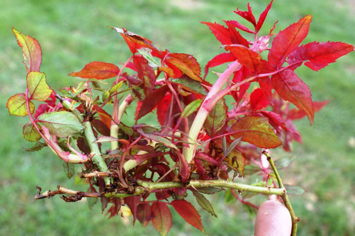 rose cutting with red leaves