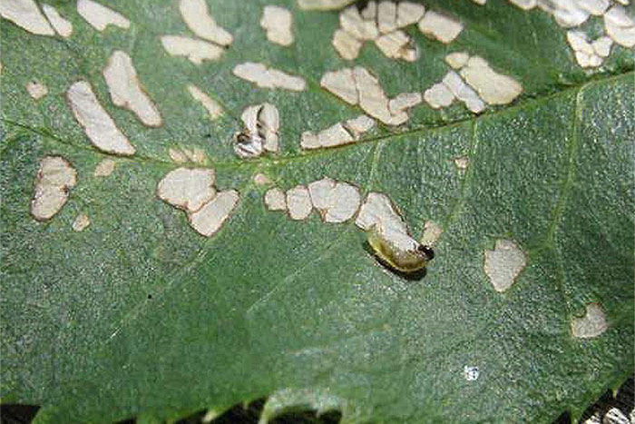 rose leaf with slug feeding