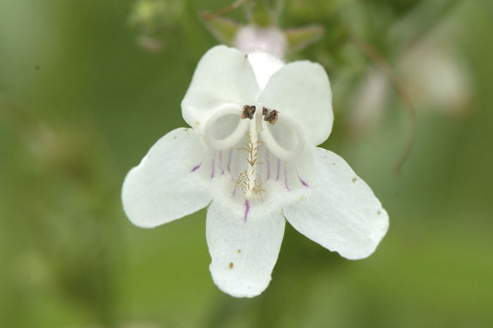 white flower