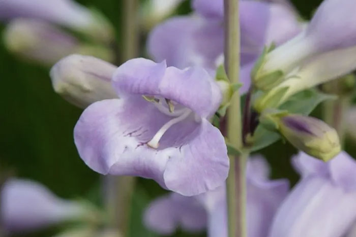 purple flower