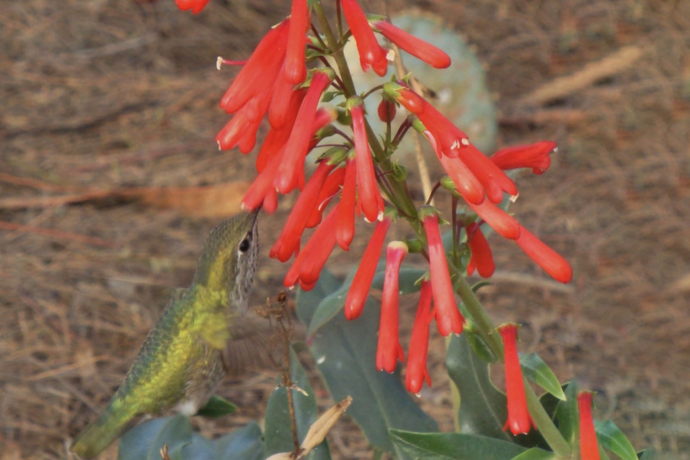 red tubular flowers with hummingbird