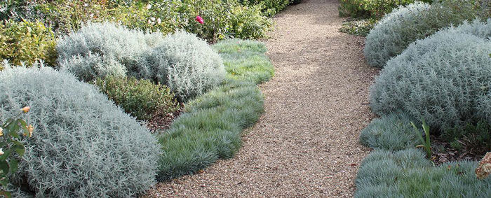 flower garden with gray and green bushes lining a walkway