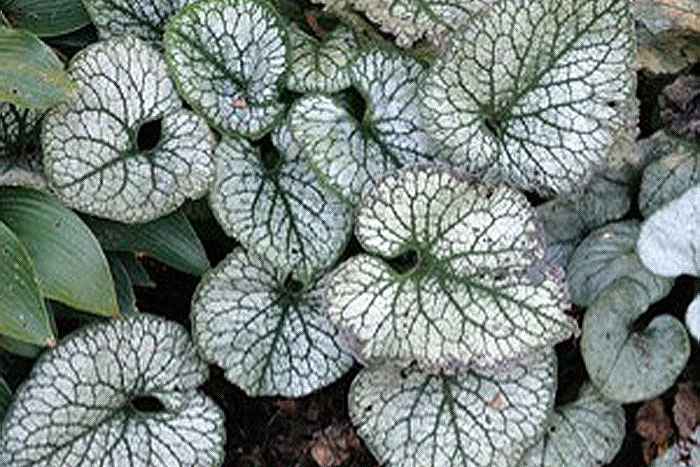 greenish gray foliage with white veins