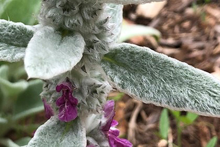 fuzzy elongated gray leaves