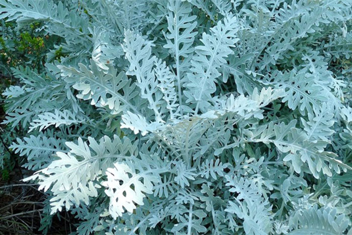 greenish gray foliage