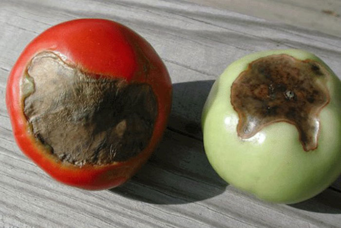 red and yellow-green tomatoes with brown bottoms