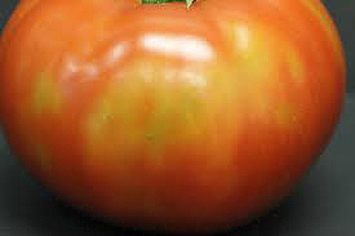 red tomato with yellowish green spot